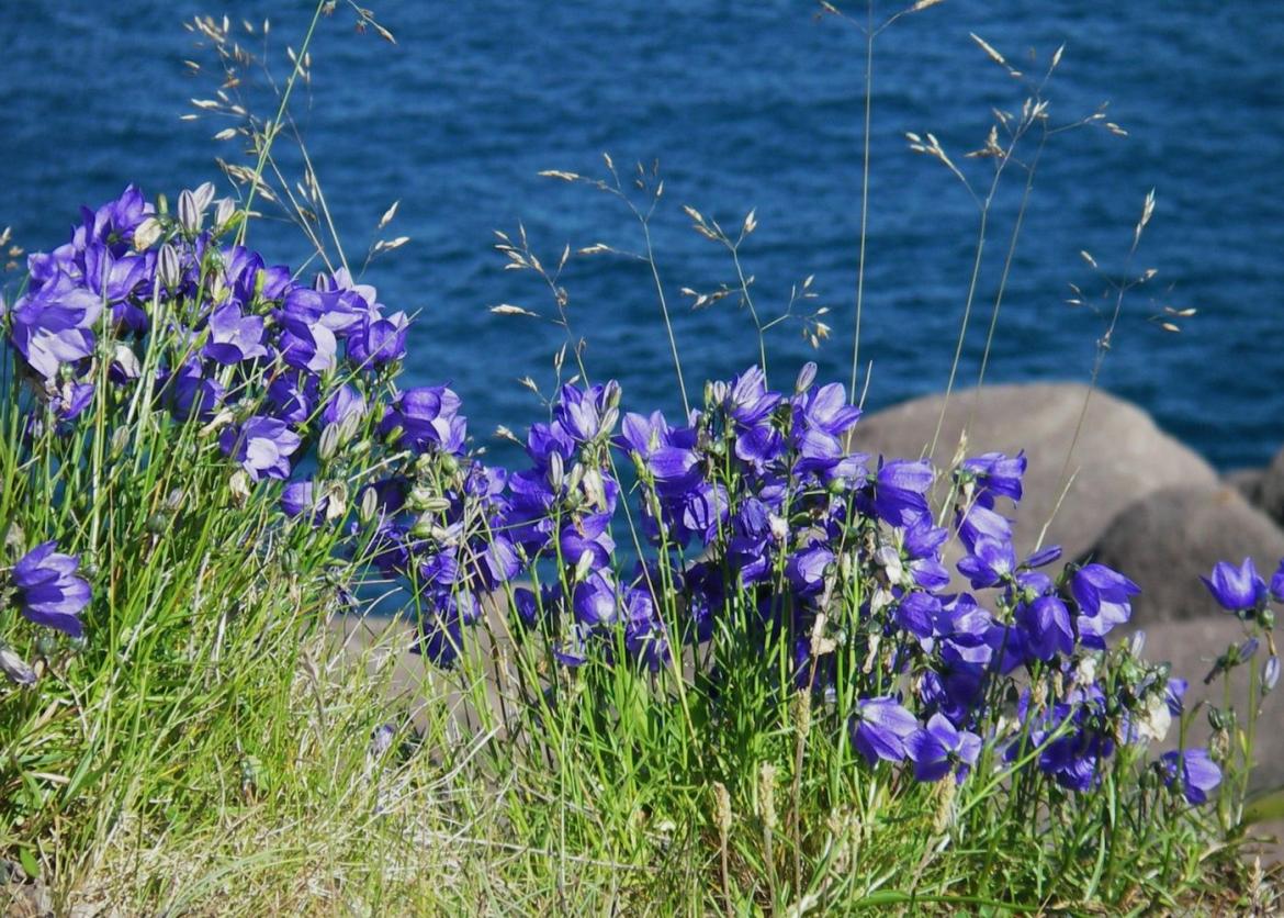 Purple flowers next to the water