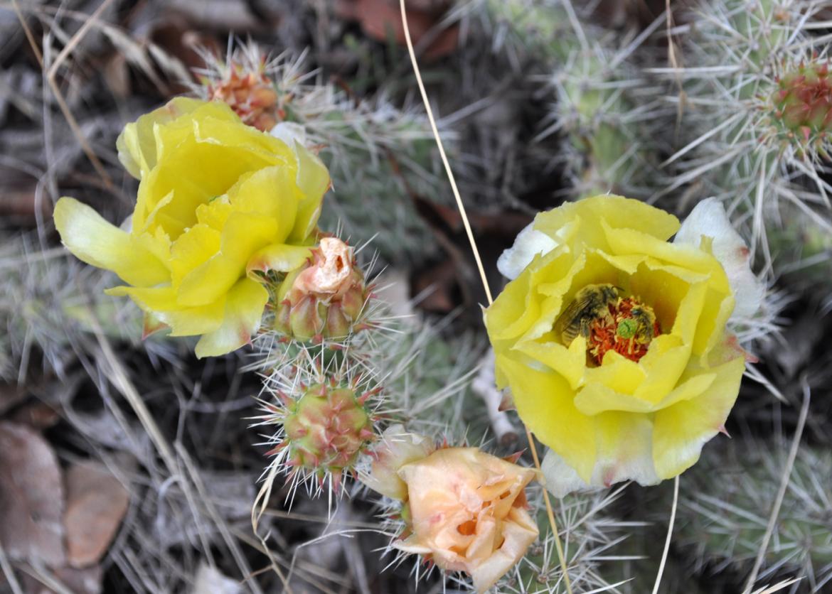 Two plains pricklypear flowers