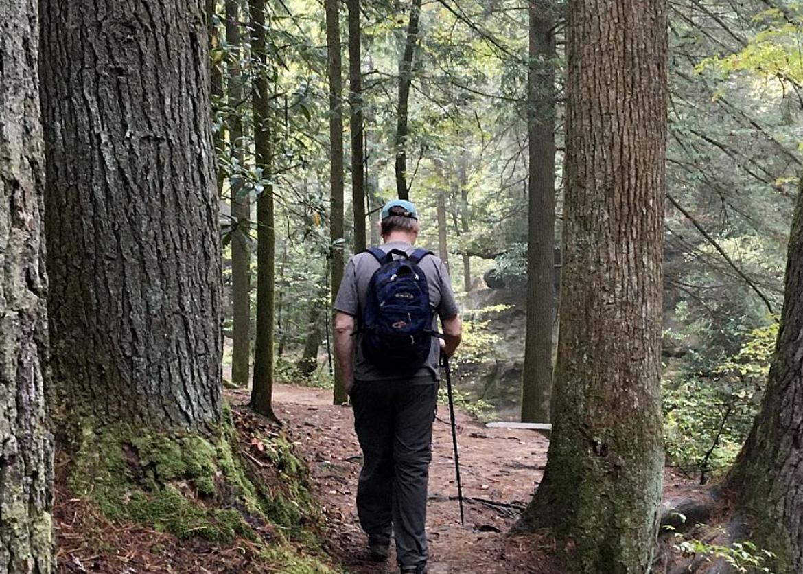 A hiker walking forward between trees with trekking poles.