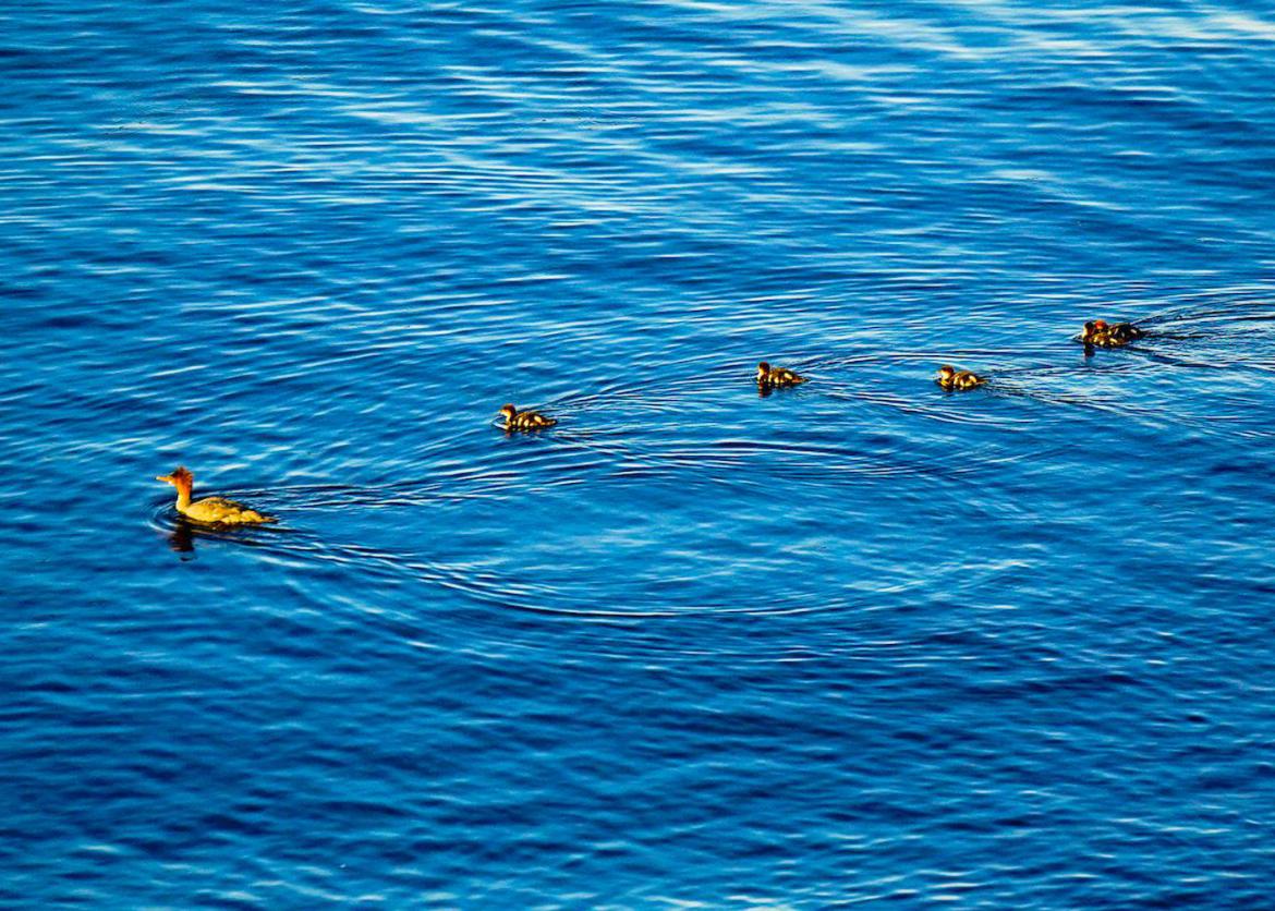 Deep blue water with five ducks swimming in a straight line.