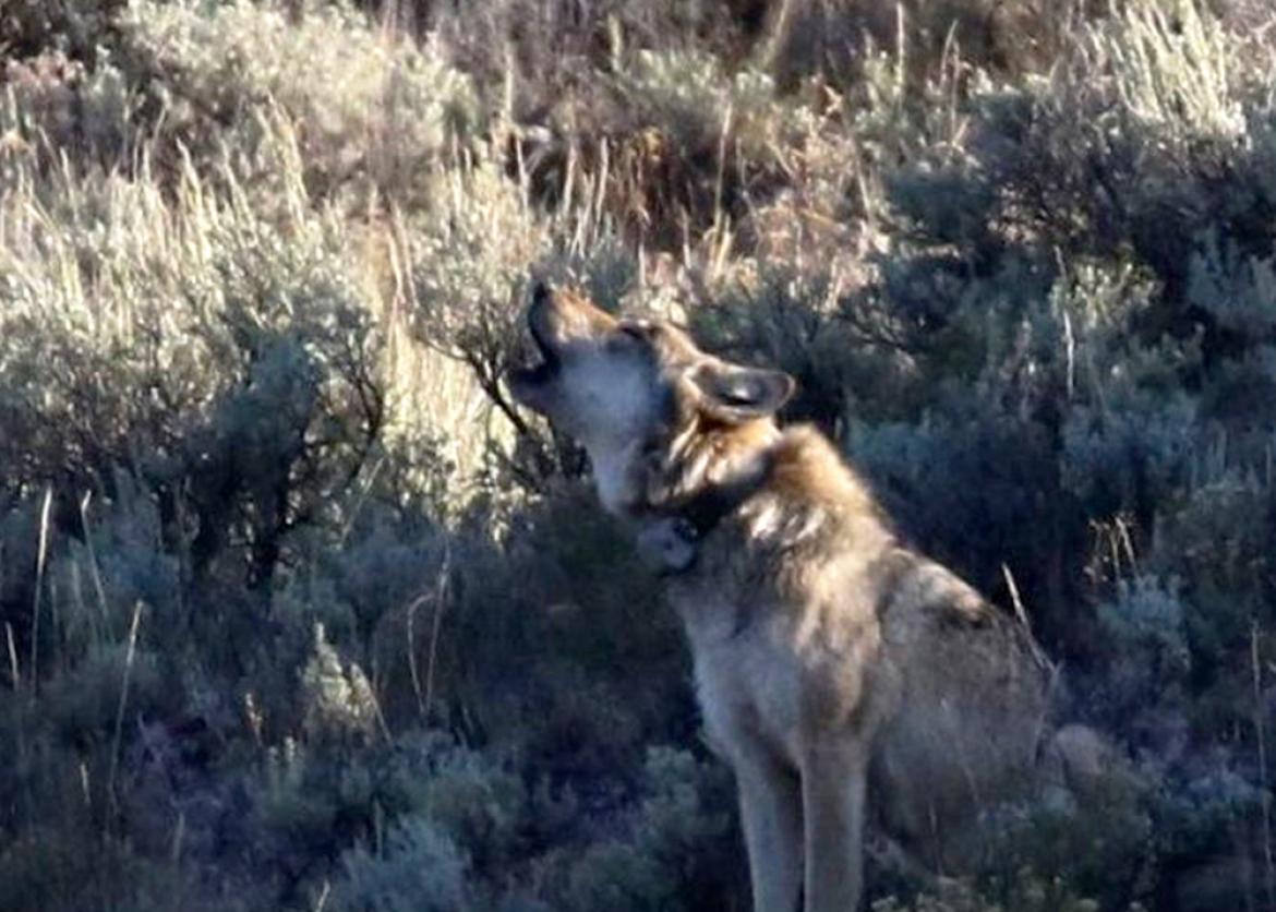 A coyote with its mouth opened in the middle of a field.