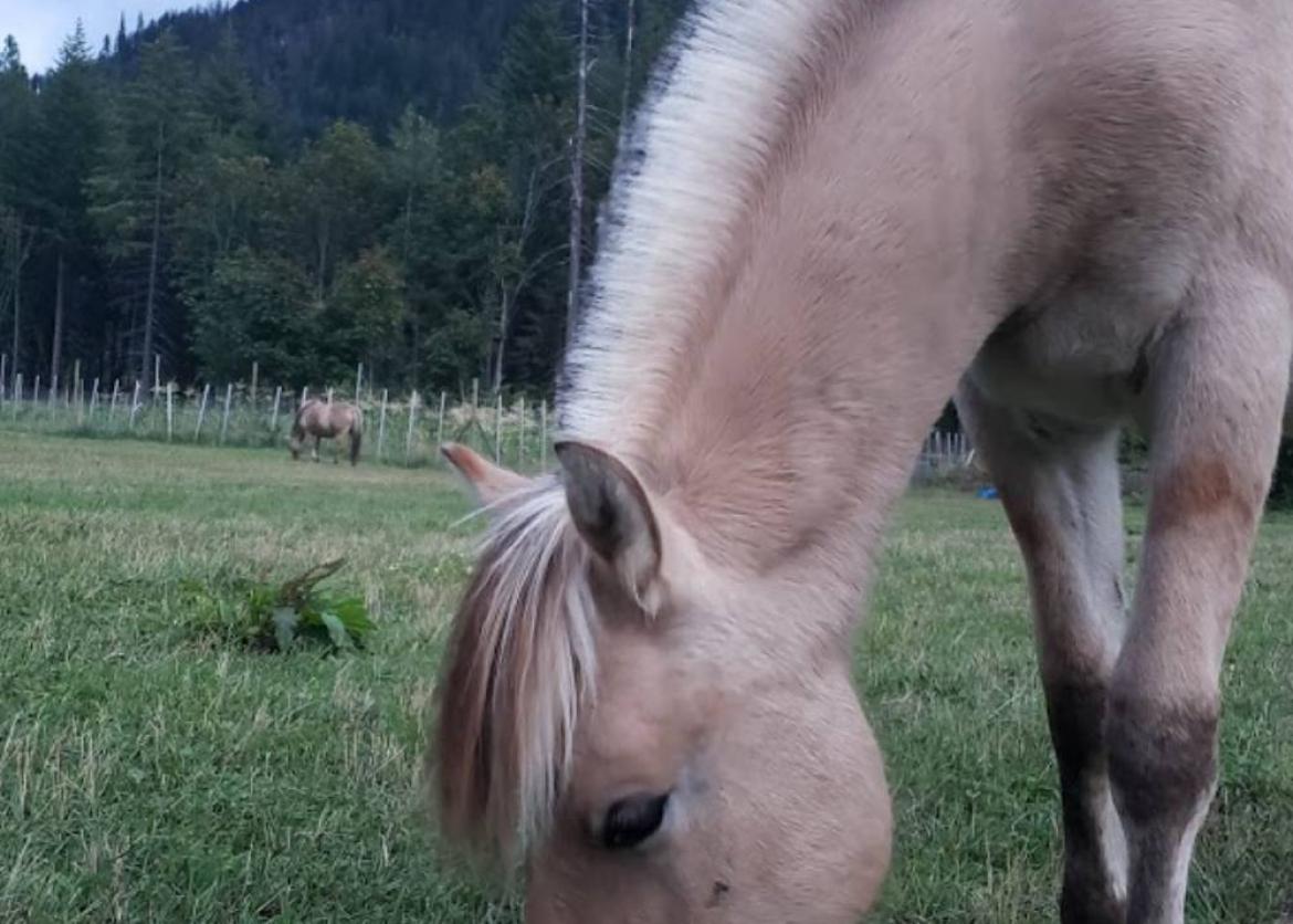 A light brown horse facing down towards the grass field