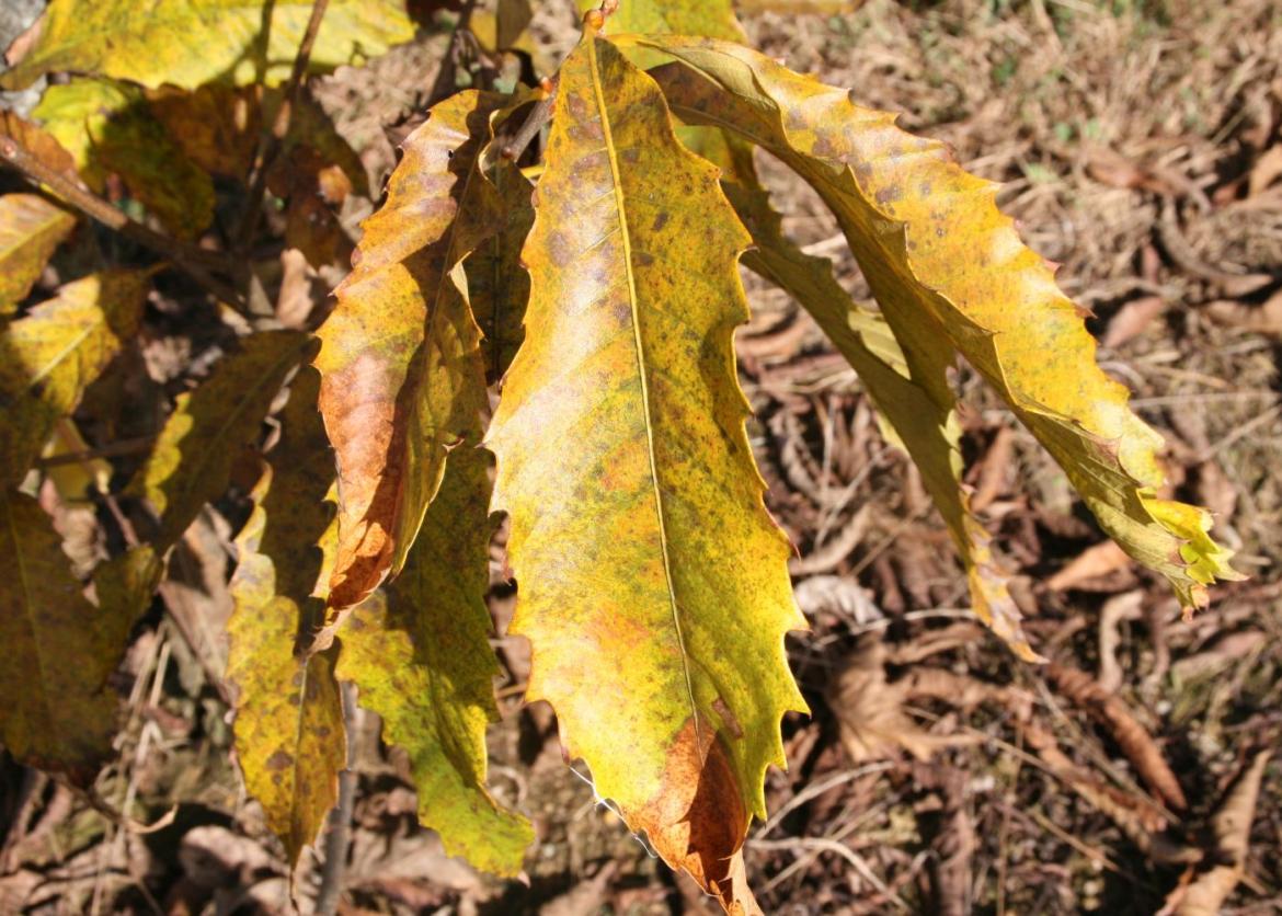 American Chestnut Service and Culture, Mount Rogers area, Virginia