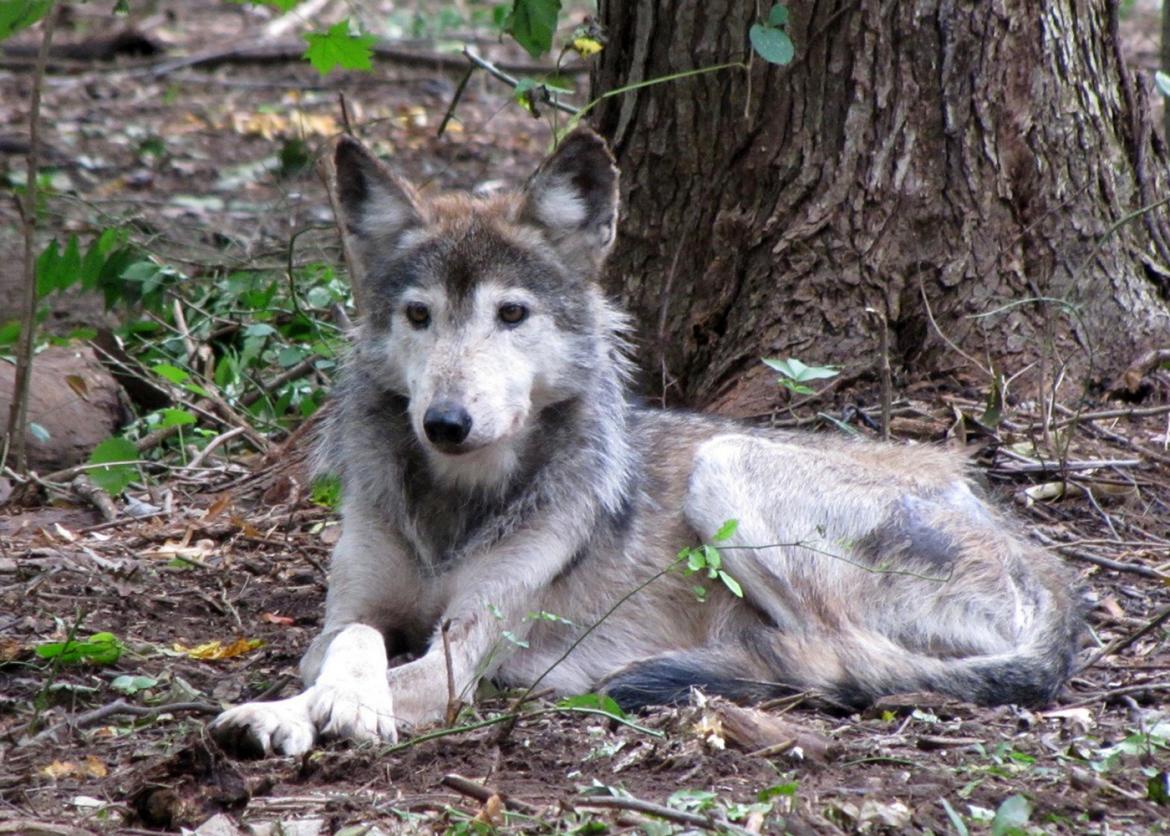 White Mexican wolf sitting on the ground, facing straight.