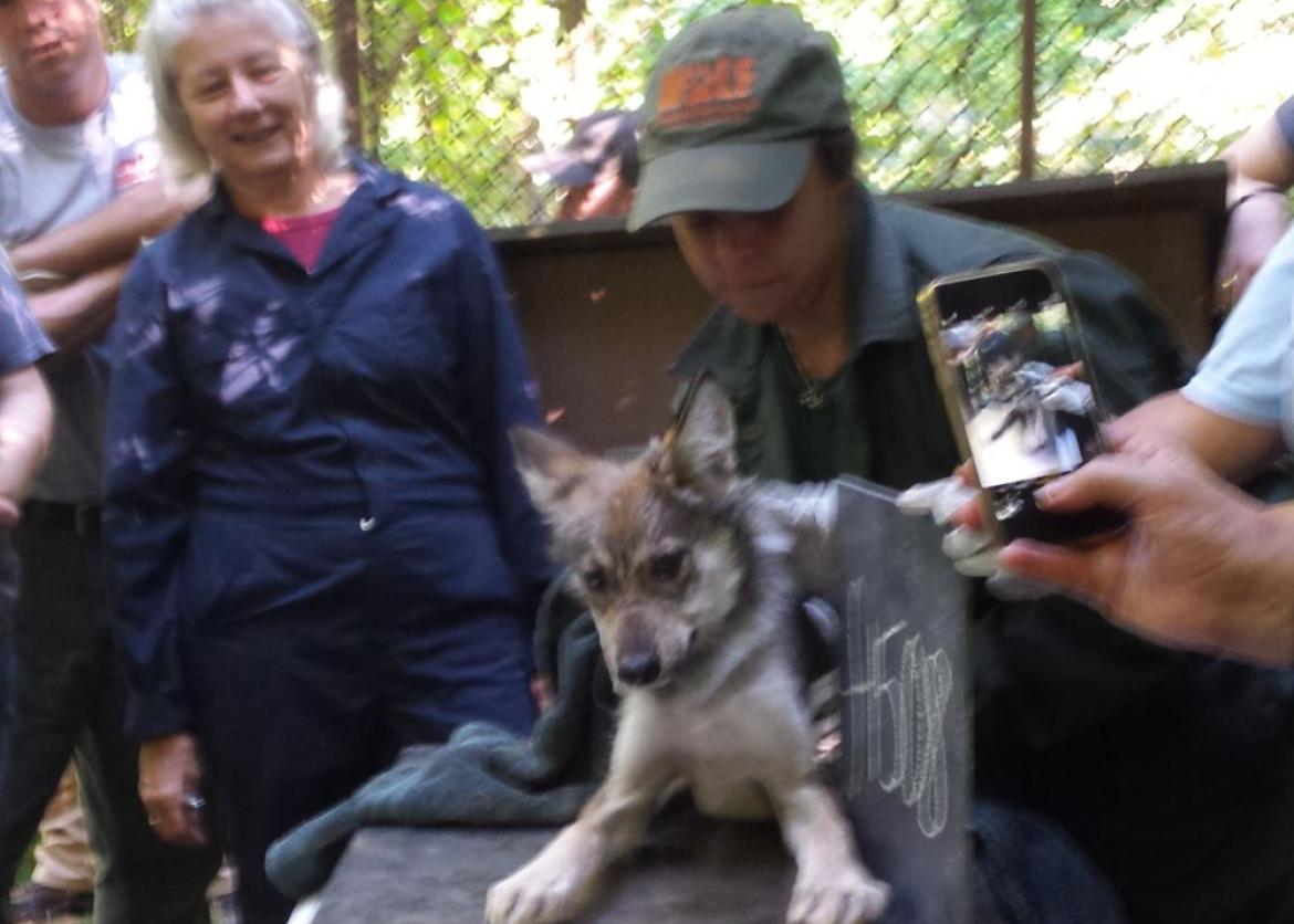 A group surrounding a baby Mexican wolf.