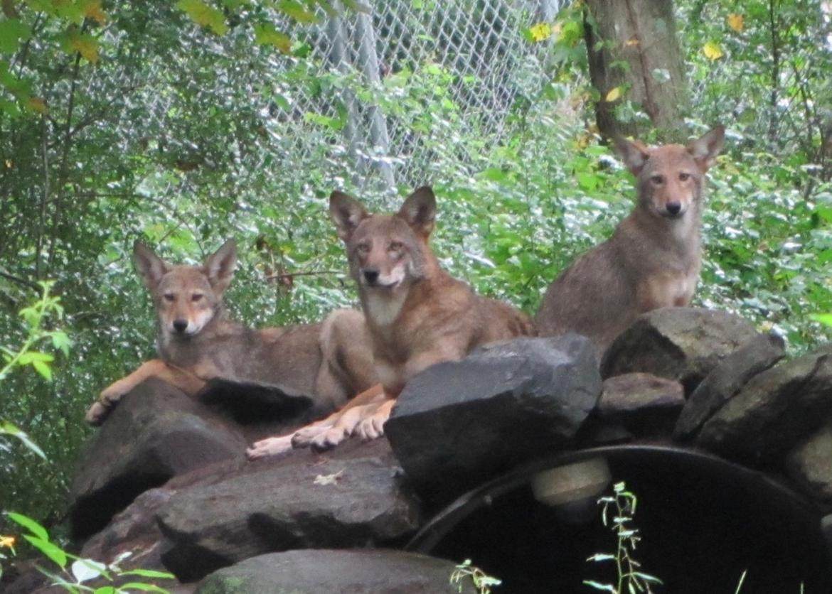 Three red wolves sitting on rocks.
