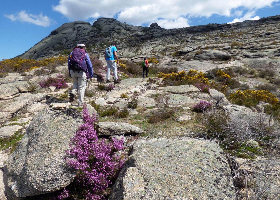 Three people walk up a rocky hillside.  Purple and yellow flowers grow in patches.