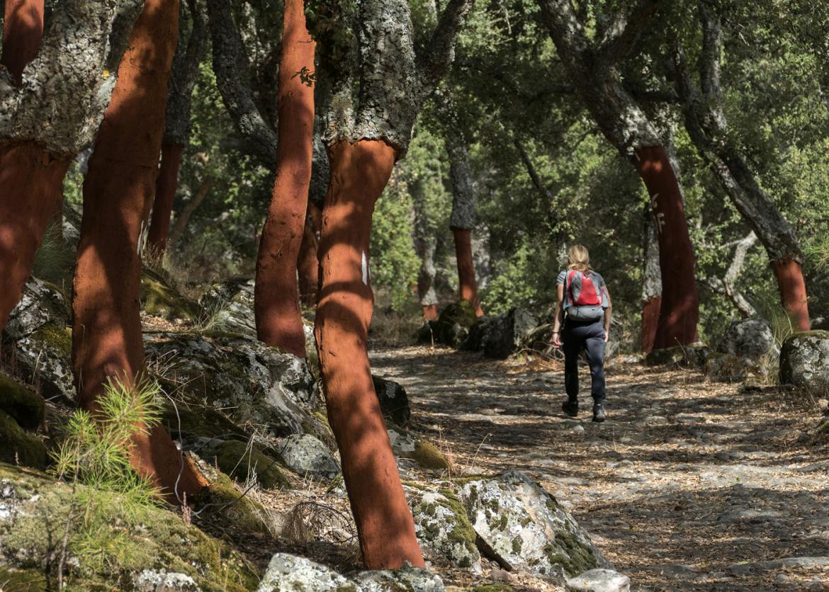Trees with the bark stripped back from the base to reveal red trunks.  A woman walks on a path between the trees.