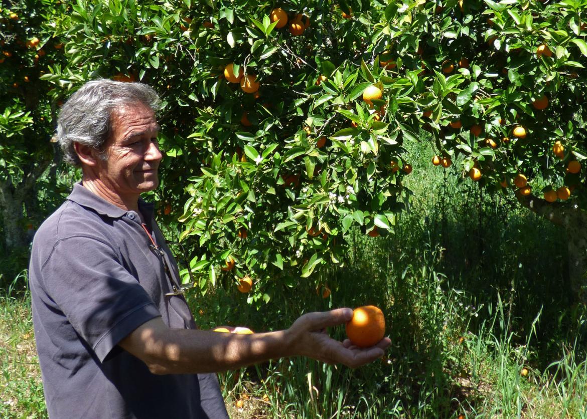 A man holds up an orange in front of an orange tree.
