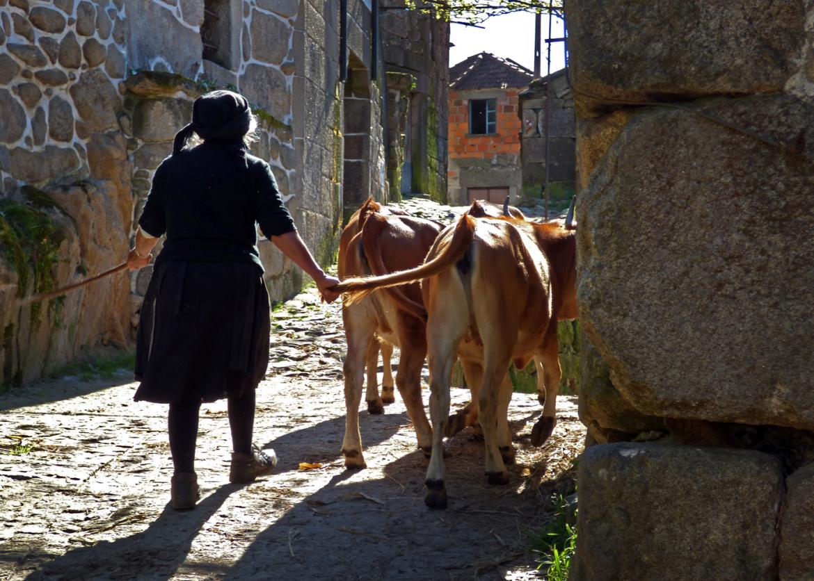 A woman with one hand on a stick and the other hand on the tail of a cow.  The cow and the rest of the herd walk on a street between stone buildings.