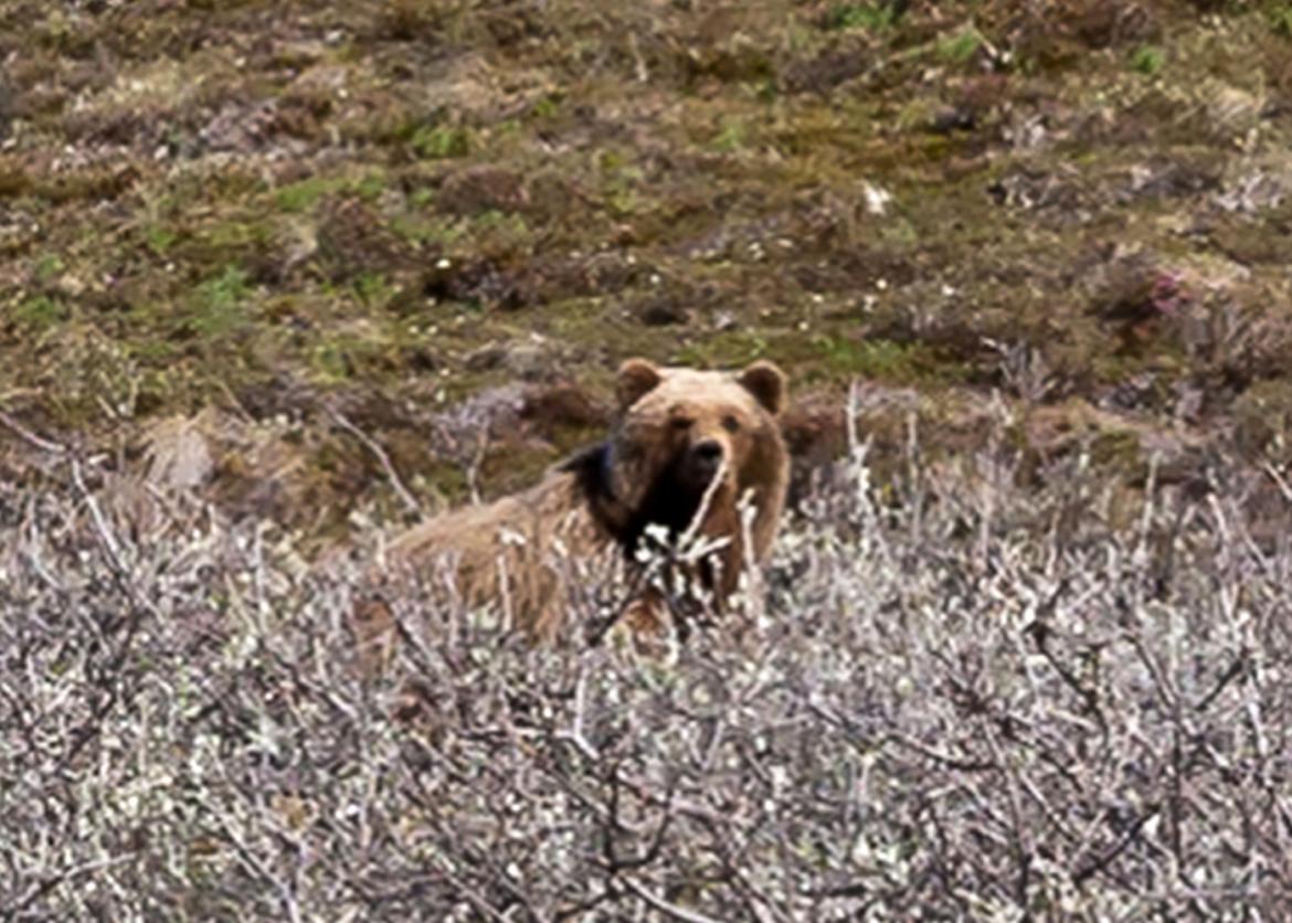 The High Valleys of the Arctic National Wildlife Refuge, Alaska