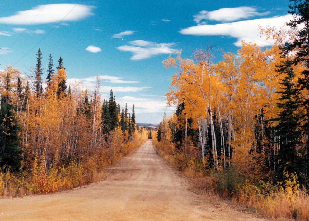 A road surrounded by trees, some with yellow fall leaves.