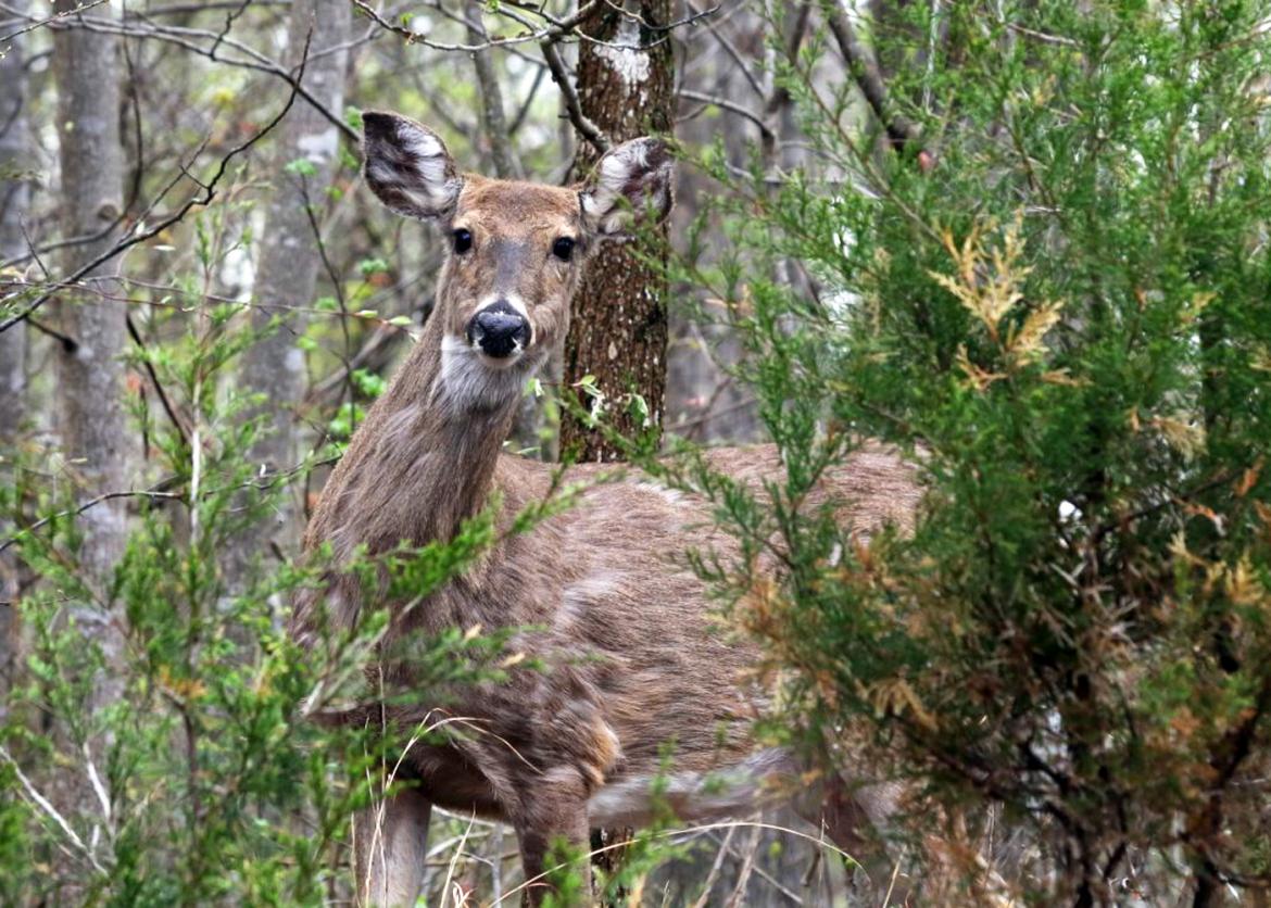 A deer seen through forest brush.