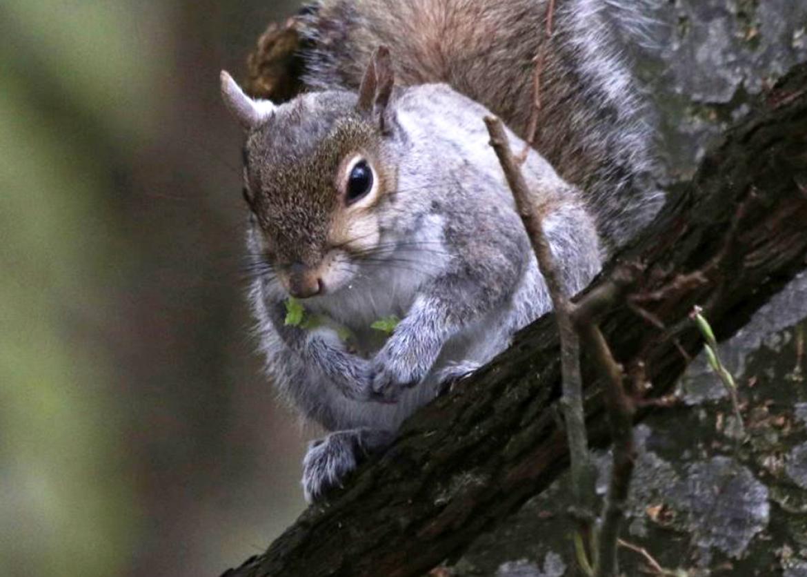A grey squirrel perched on a branch.