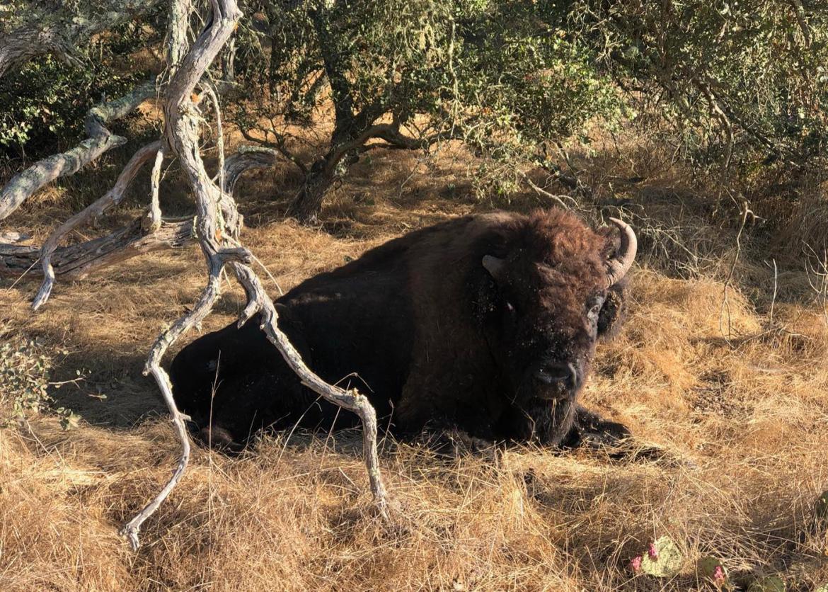 A buffalo chilling on the field under the sun