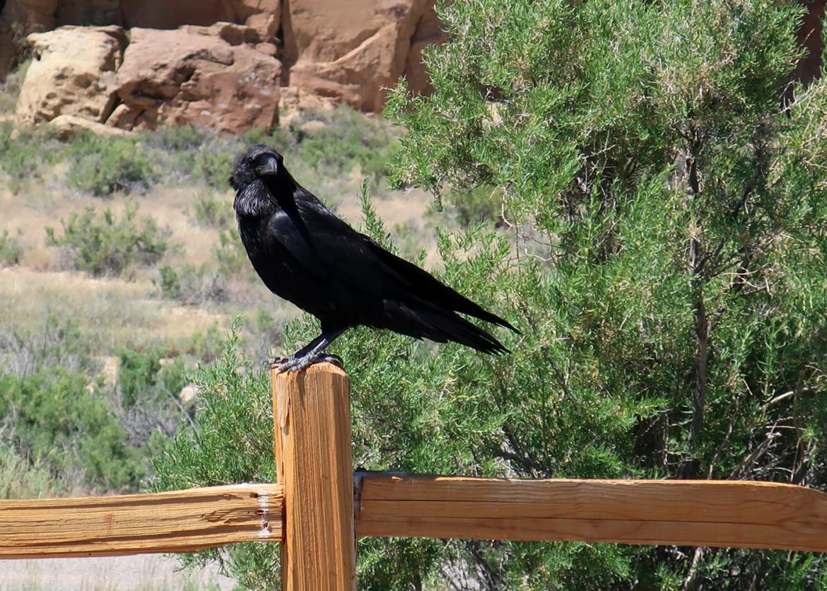 A black hawk resting on the wooden fence.