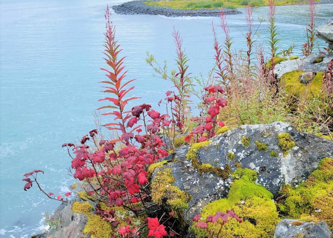 Red leafed plants growing out of the rocks at the water's edge.