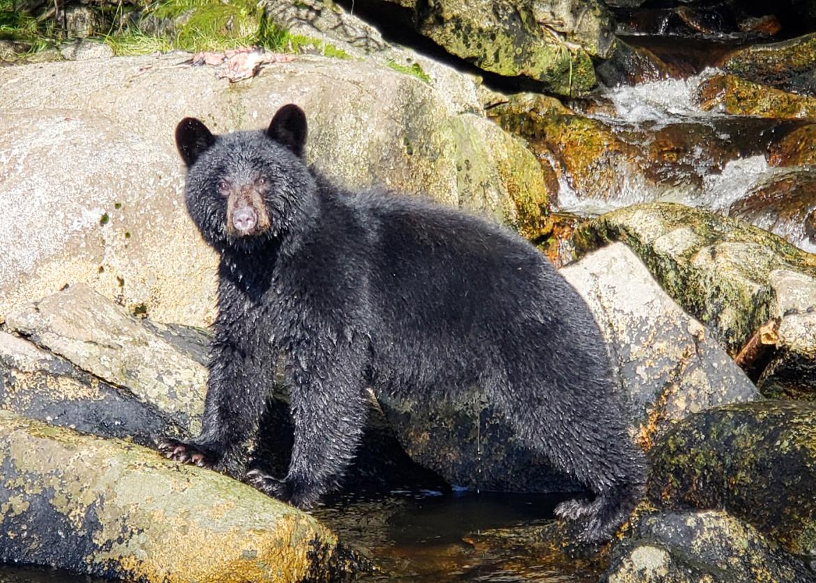 A wet black bear stands in the shallows of a river running over walks.