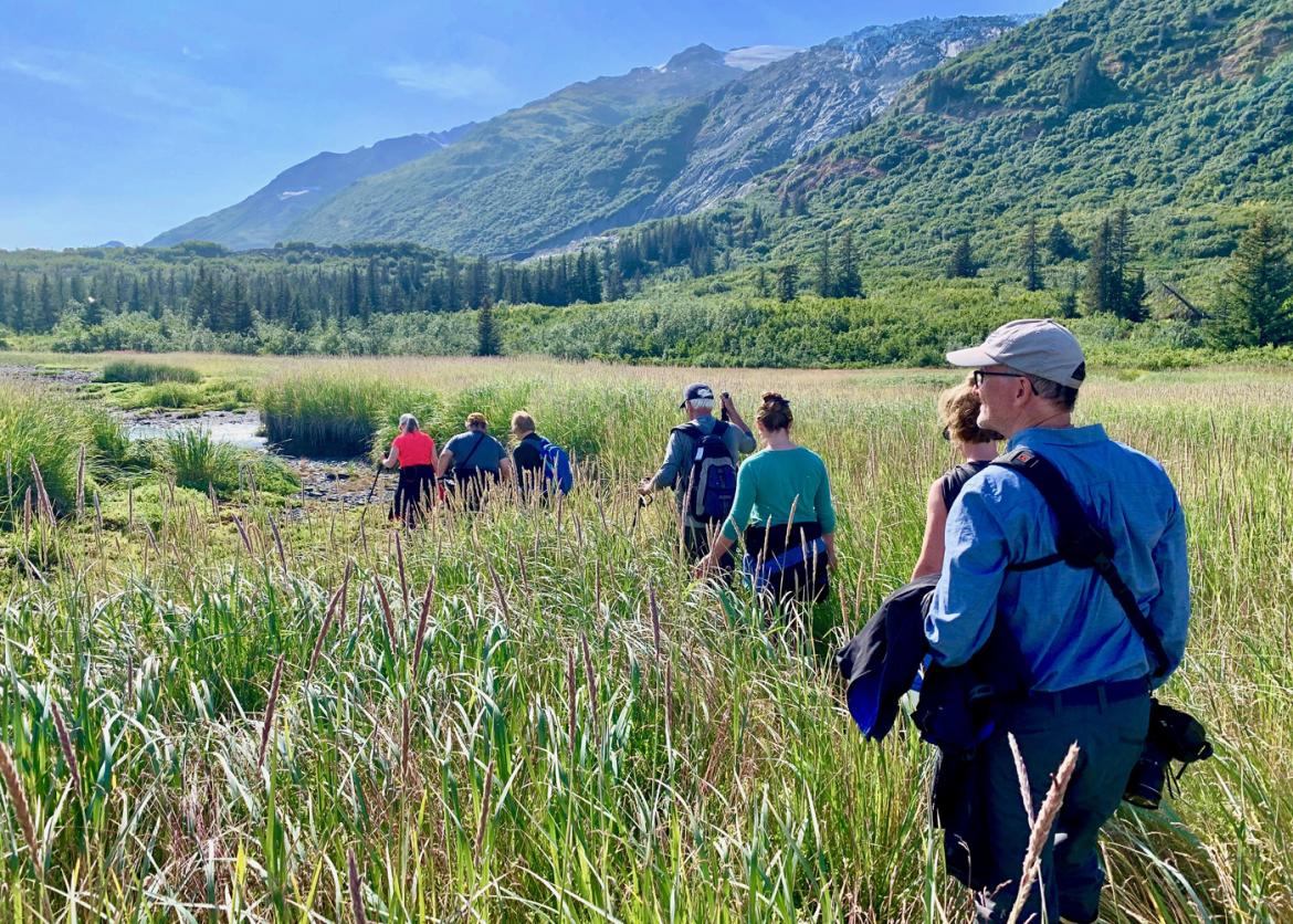 Seven hikers in single file walk through reeds. 