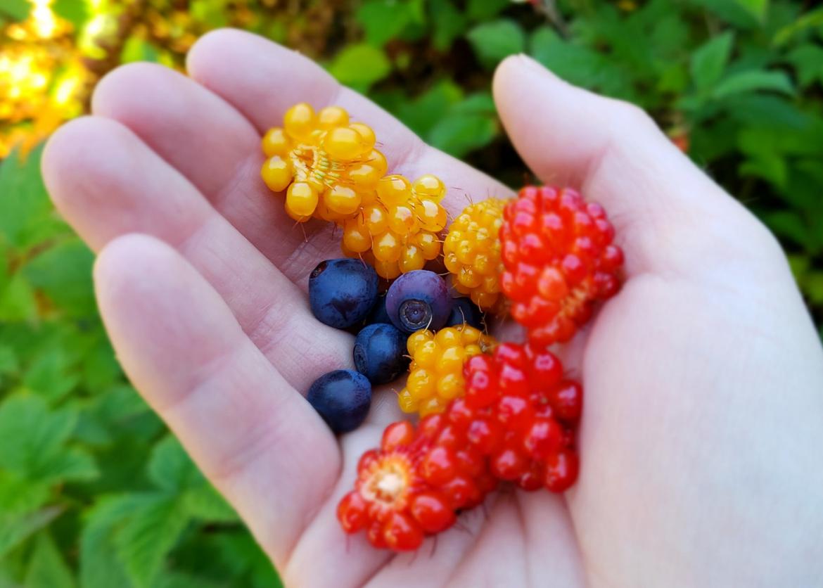 Blueberries, cloudberries, and salmonberries held up in the palm of a hand.