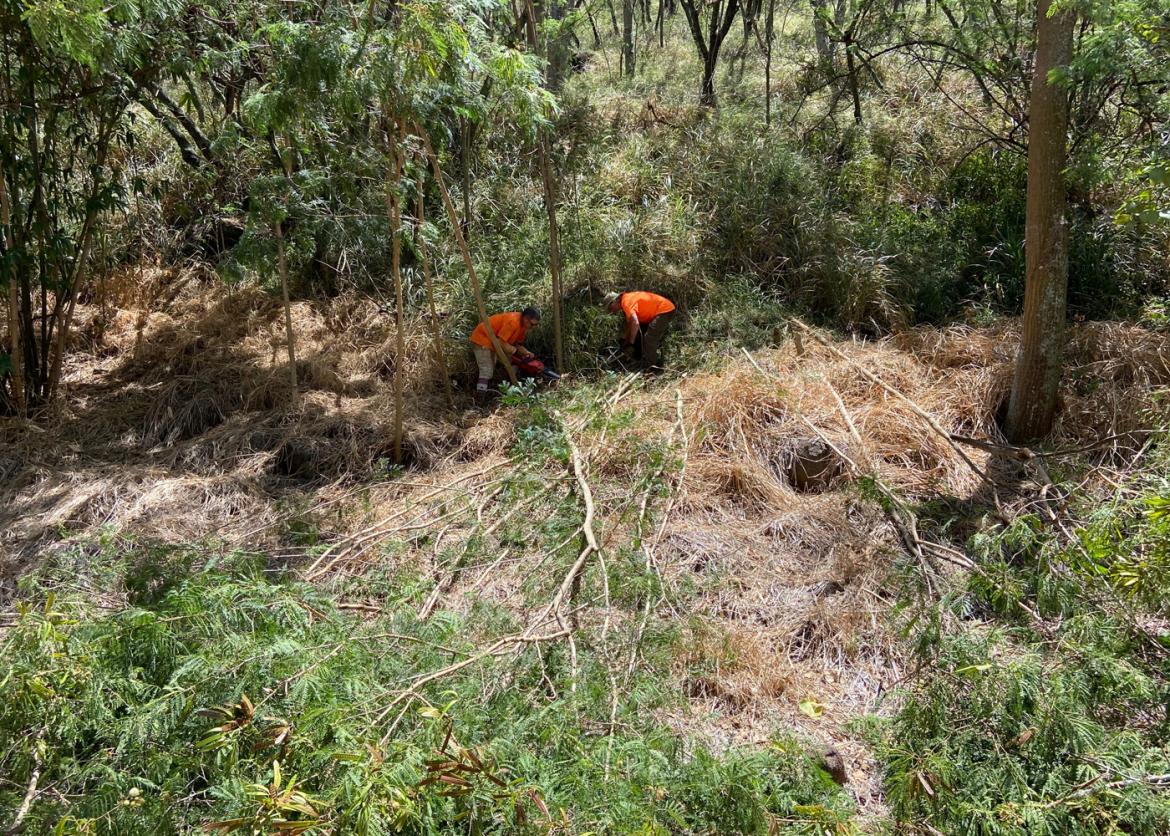 Two service project workers working in the shade with saws and tools to remove non-native species on a grassy and tree covered hillside on a sunny day.