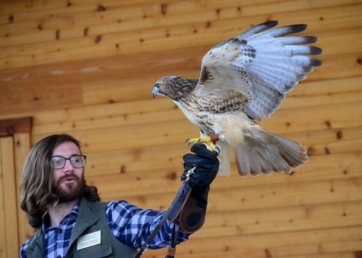 A hawk lands on a falconer's outstretched glove.