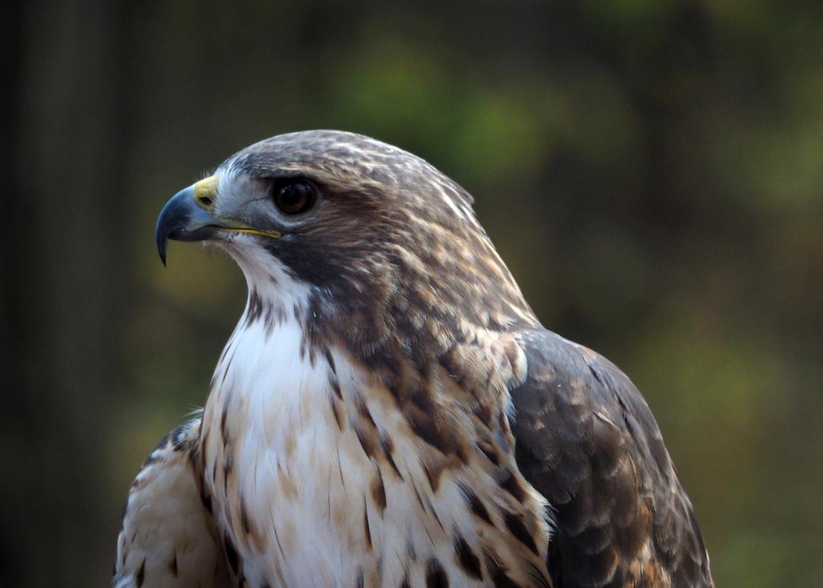 A close up profile of a hawk.