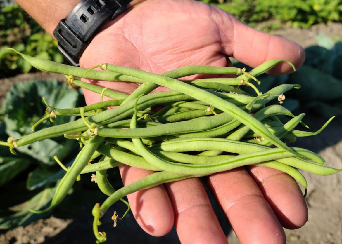 Stringbeans help up in an open palm.