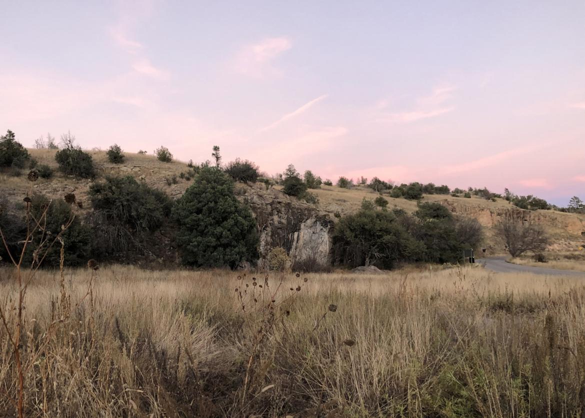 Dry area covered with weed and green trees with a pink coral sunset