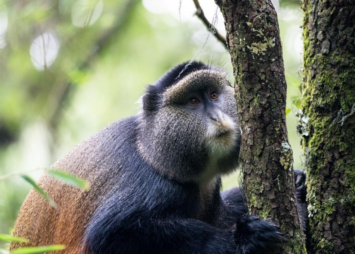 Gorillas, Chimpanzees, and More in Uganda and Rwanda