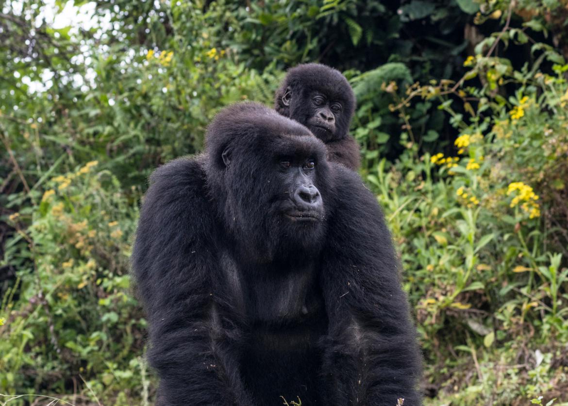 Gorillas, Chimpanzees, and More in Uganda and Rwanda