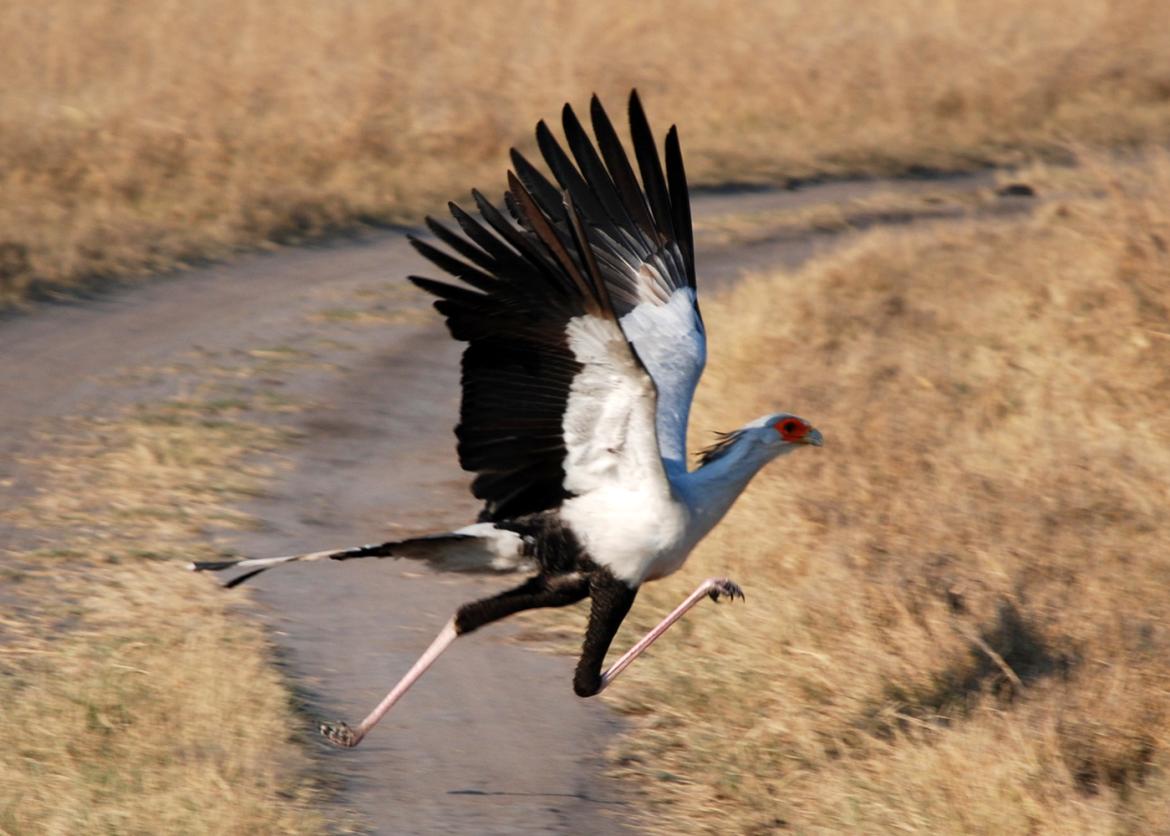 A long legged bird with black and white feathers takes flight.