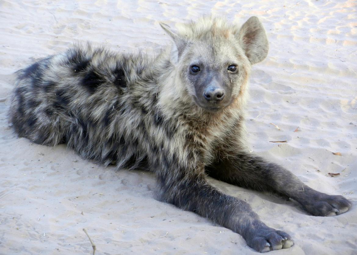 A fluffy hyena sitting in the sand.