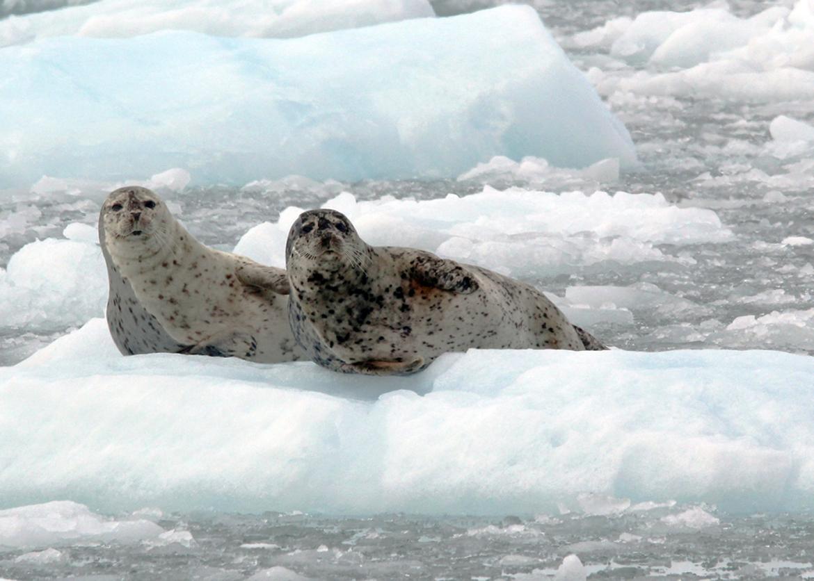 Two harbor seals sitting on a small ice berg, looking at the camera, in Prince William Sound, Alaska