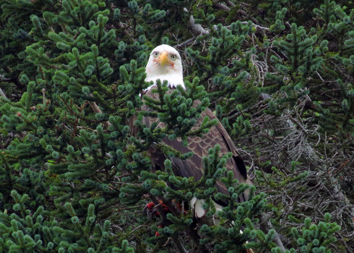 Bald eagle looking out from within the greenery of a tree | Wildlife and Photography Cruise, Prince William Sound, Alaska