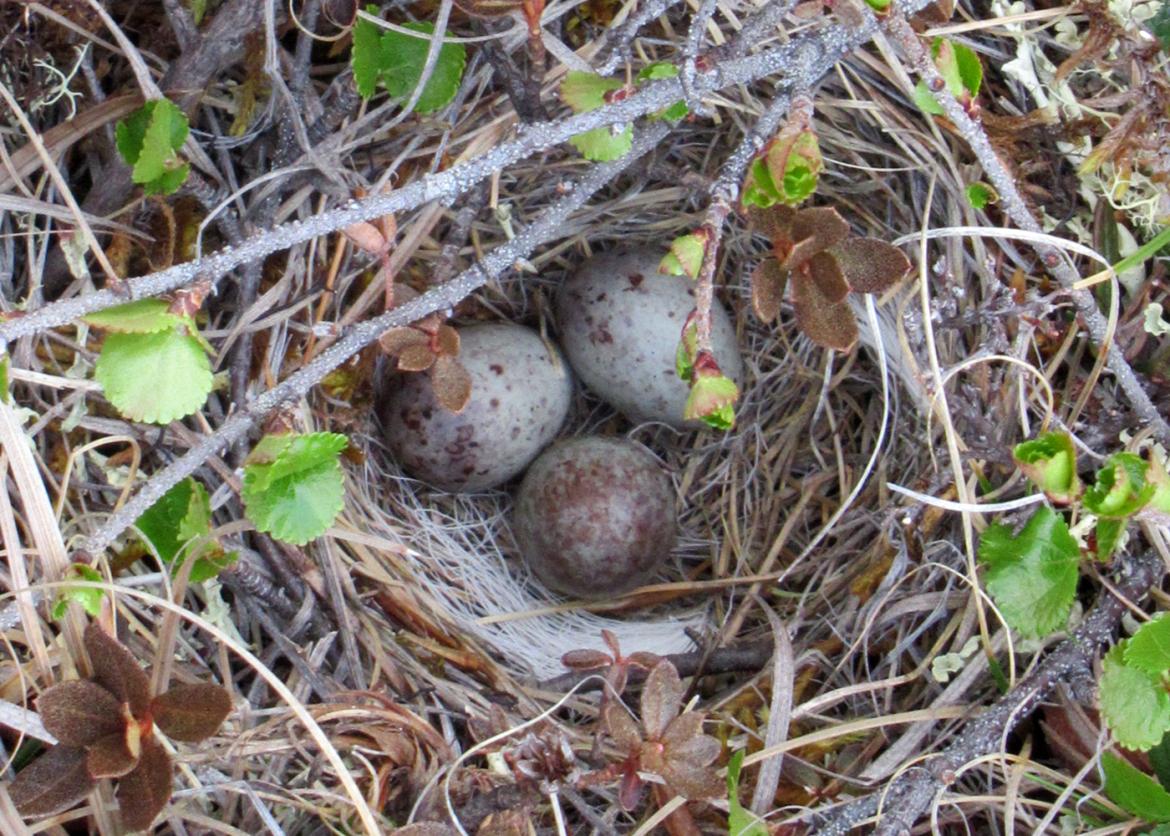 Three brown speckled eggs in a nest hidden among plants.