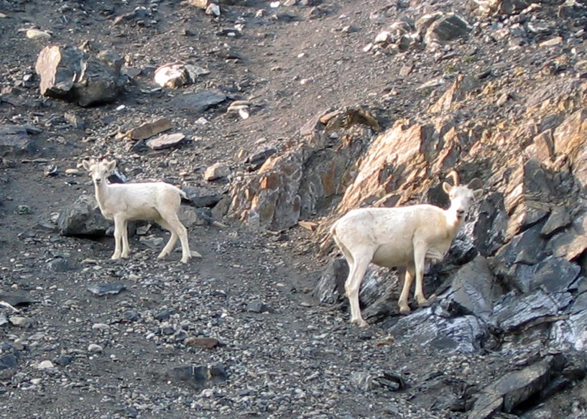 Two mountain goats on a steep slope.