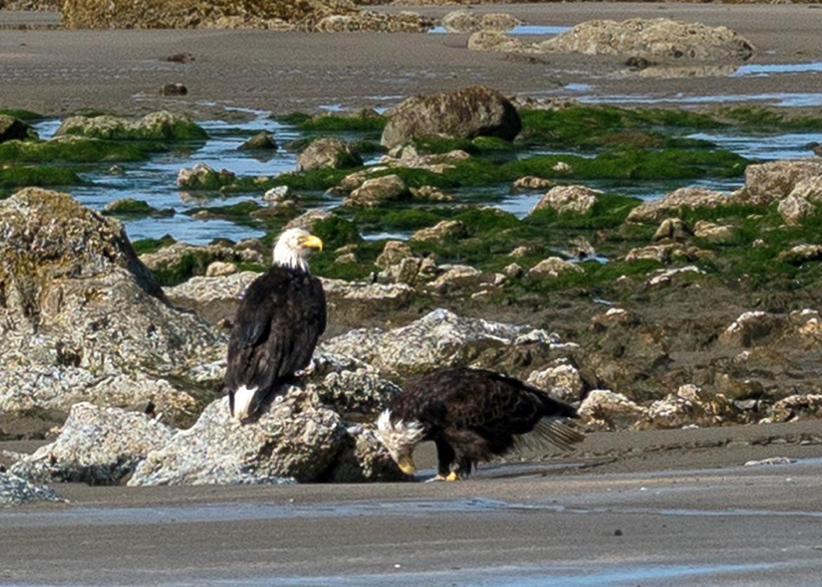 Two eagles, landed near algae covered rocks.