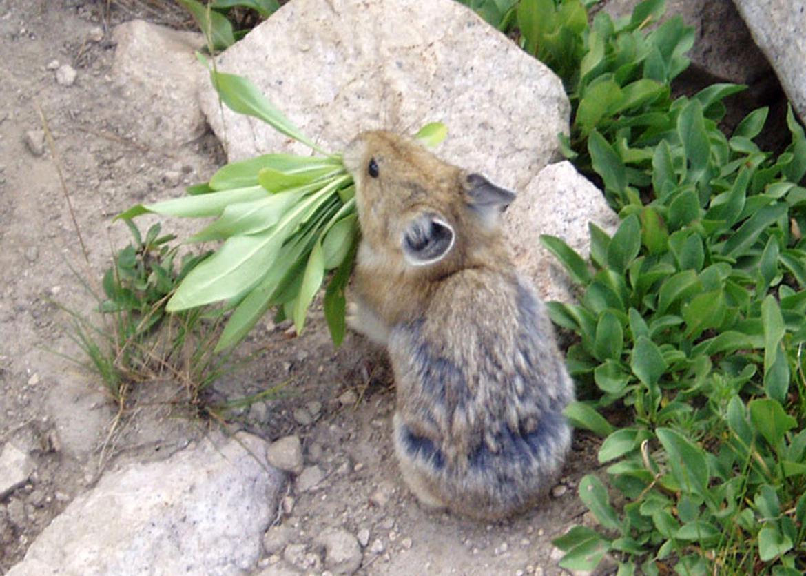 A pika, a small hamster like animal, with an overflowing mouthful of leaves. 