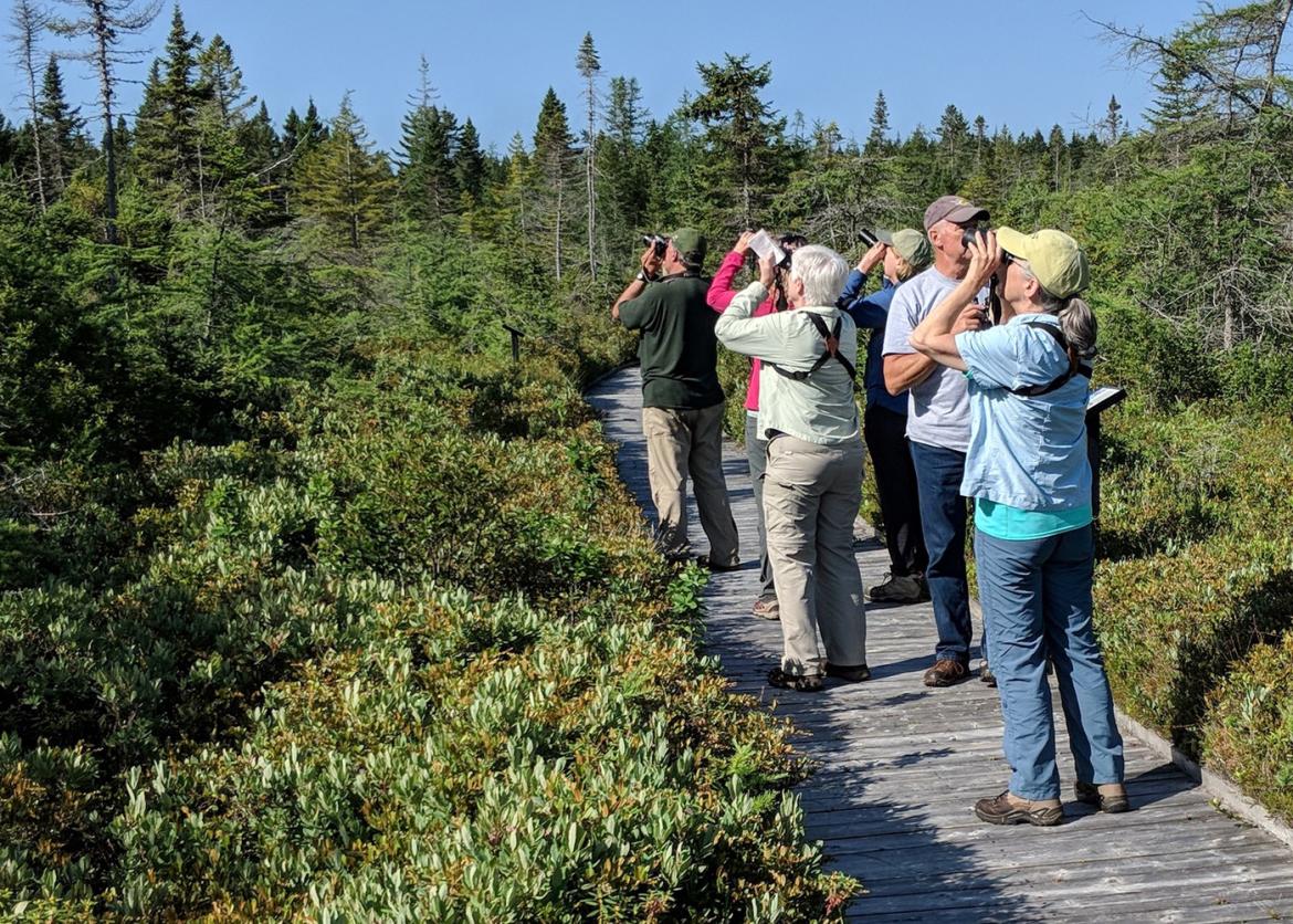 Winged Migration: Birding in Acadia National Park and Downeast Maine