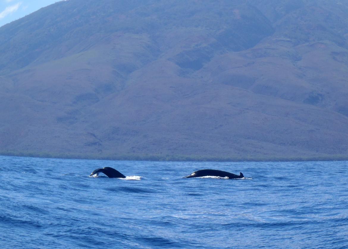 The tail and back of a whale rises above the surface of the water.