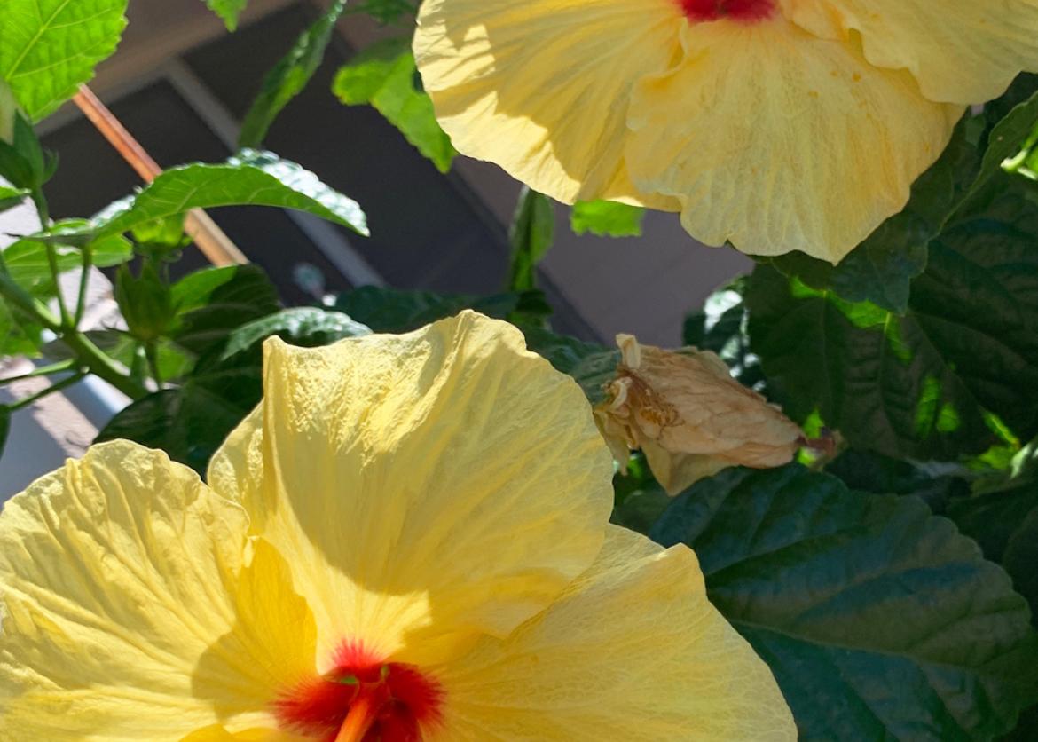 Two yellow hibiscus flowers.