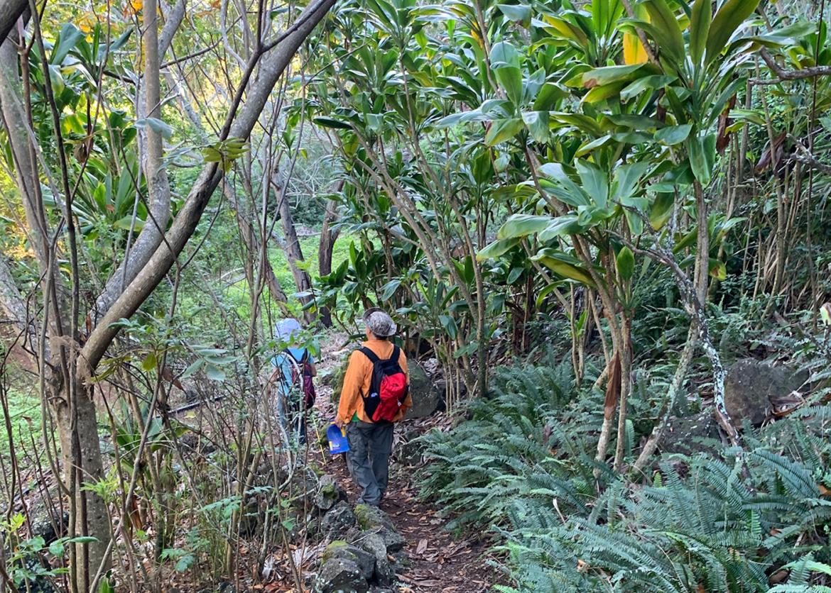 Two hikers on a trail walk between thin tropical trees.