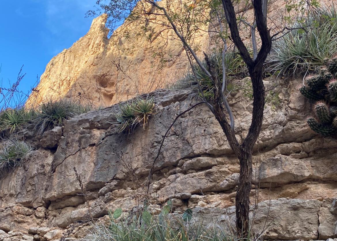 Trees and bushes growing on the cliffs of the canyon.