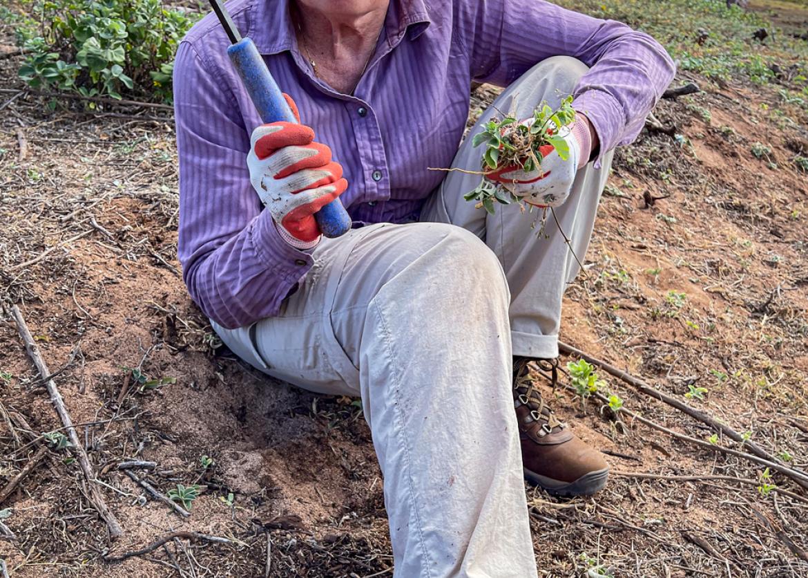 A lady in purple and beige sitting on the dirt ground, holding a sharp digging tool with one hand and a bunch of weed on the other hand