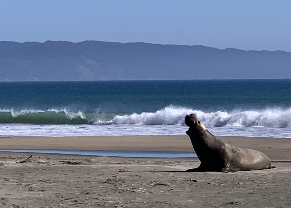 Elephant Seal near San Francisco, California