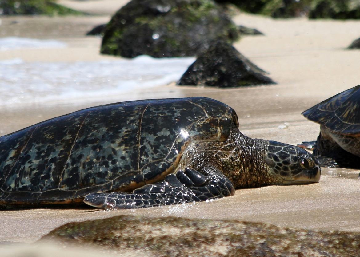 A large, shiny, and smooth sea turtle laying on the sand on a beach where the water and tide run up, on a sunny day.