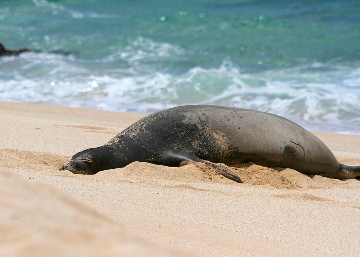 A large seal sleeping happily by itself in light colored and dry sand on a beach with its eyes closed (with the ocean and waves in the background) on a sunny day.