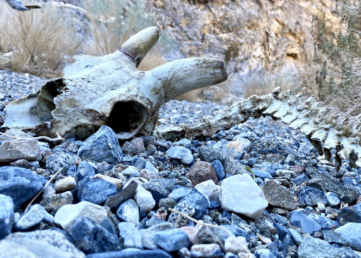 A horned skull and spine sits on the rocky ground.
