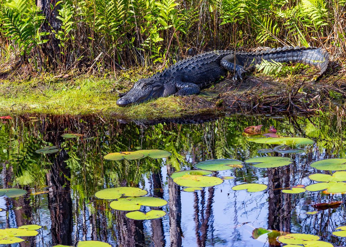 Kayaking the Enchanted Okefenokee Swamp, Florida